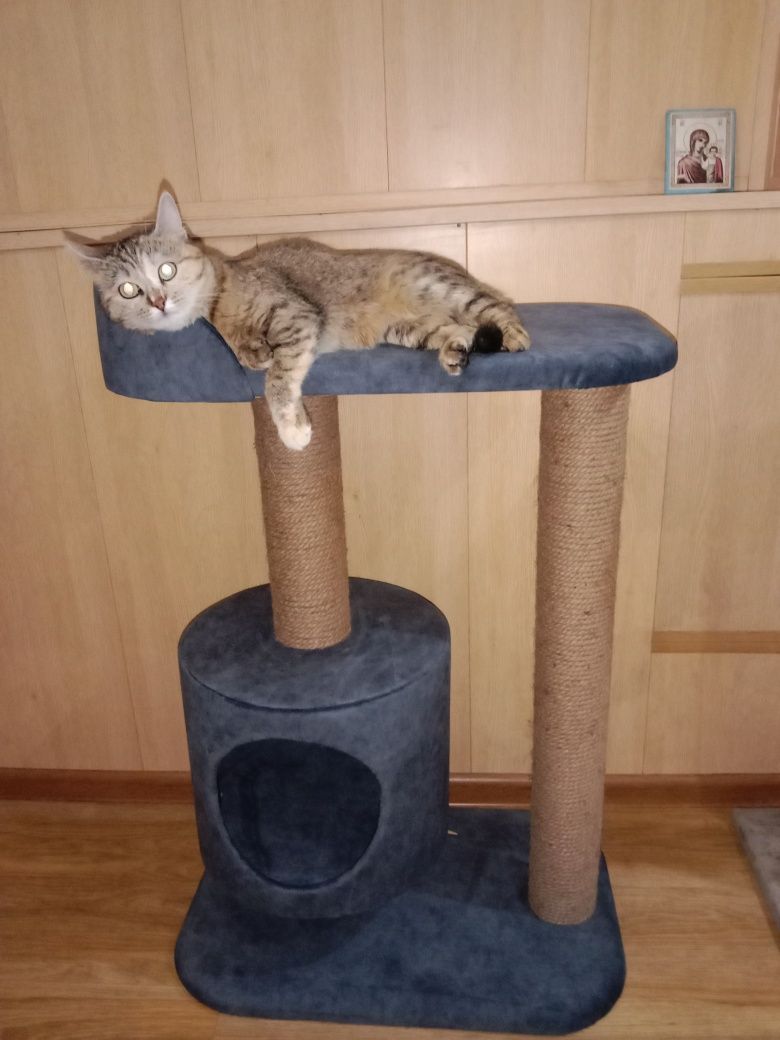 Когтеточки  для кошек