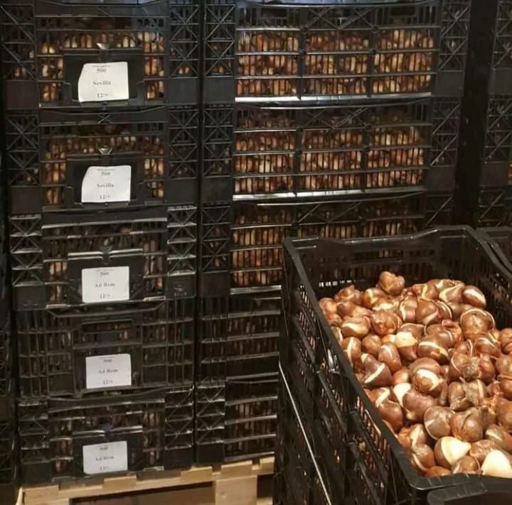 Луковицы Тюльпаны акция