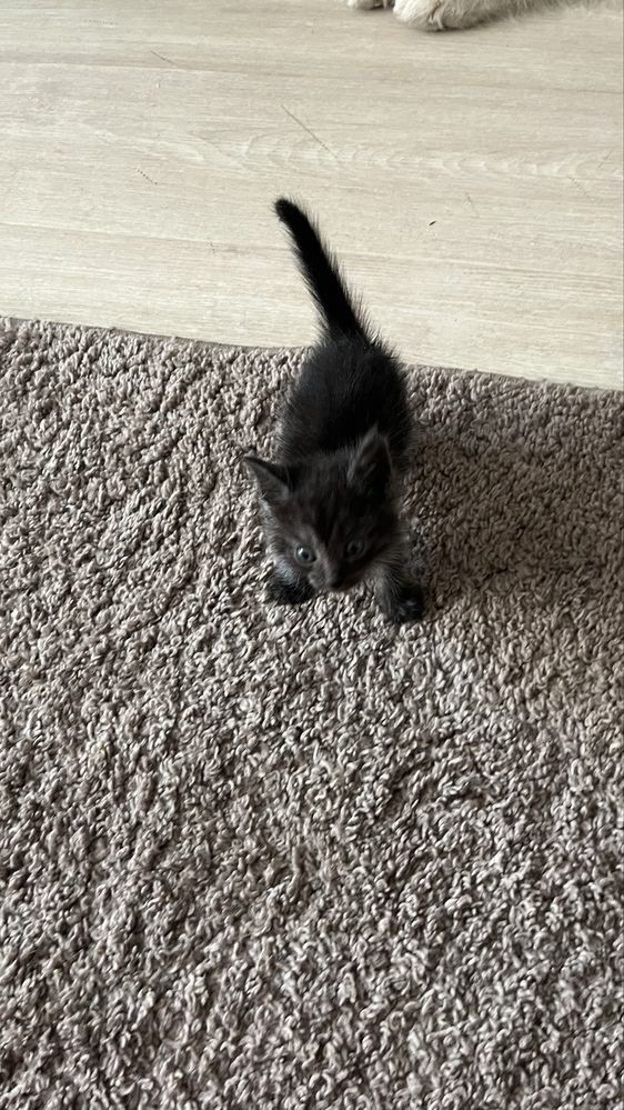 Котят в добрые руки