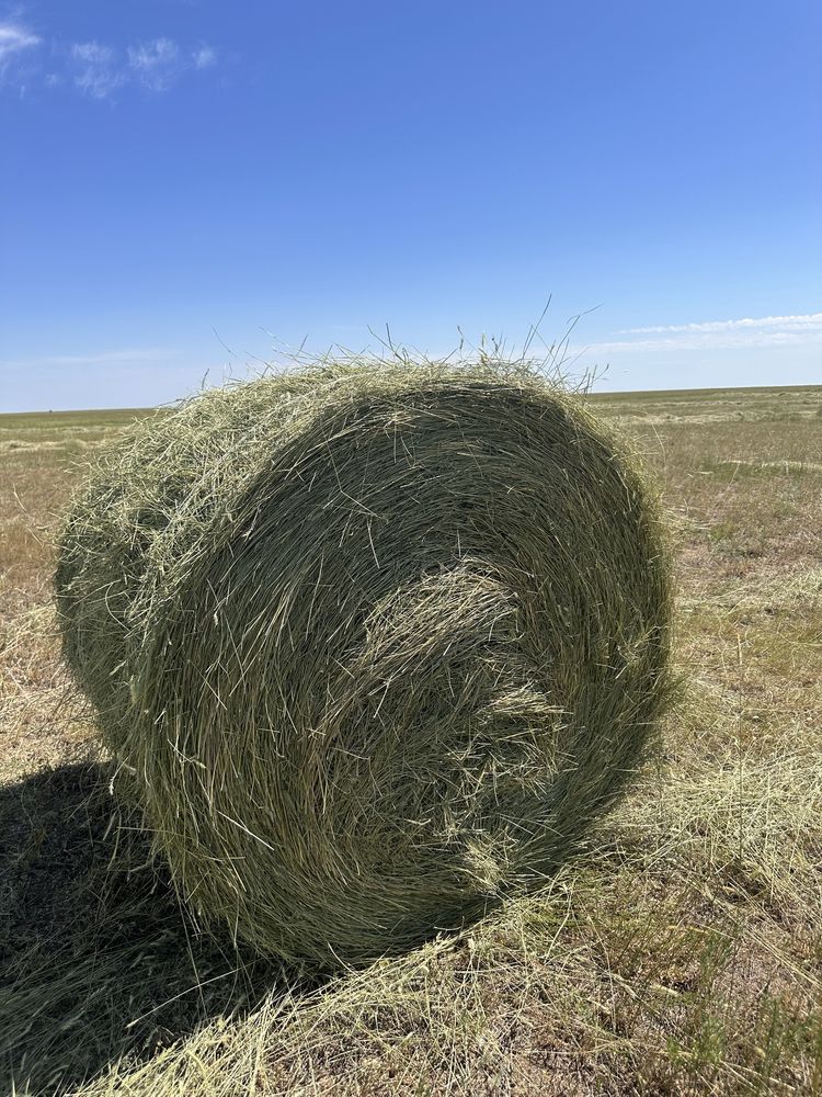Продам сено в рулонах житняк