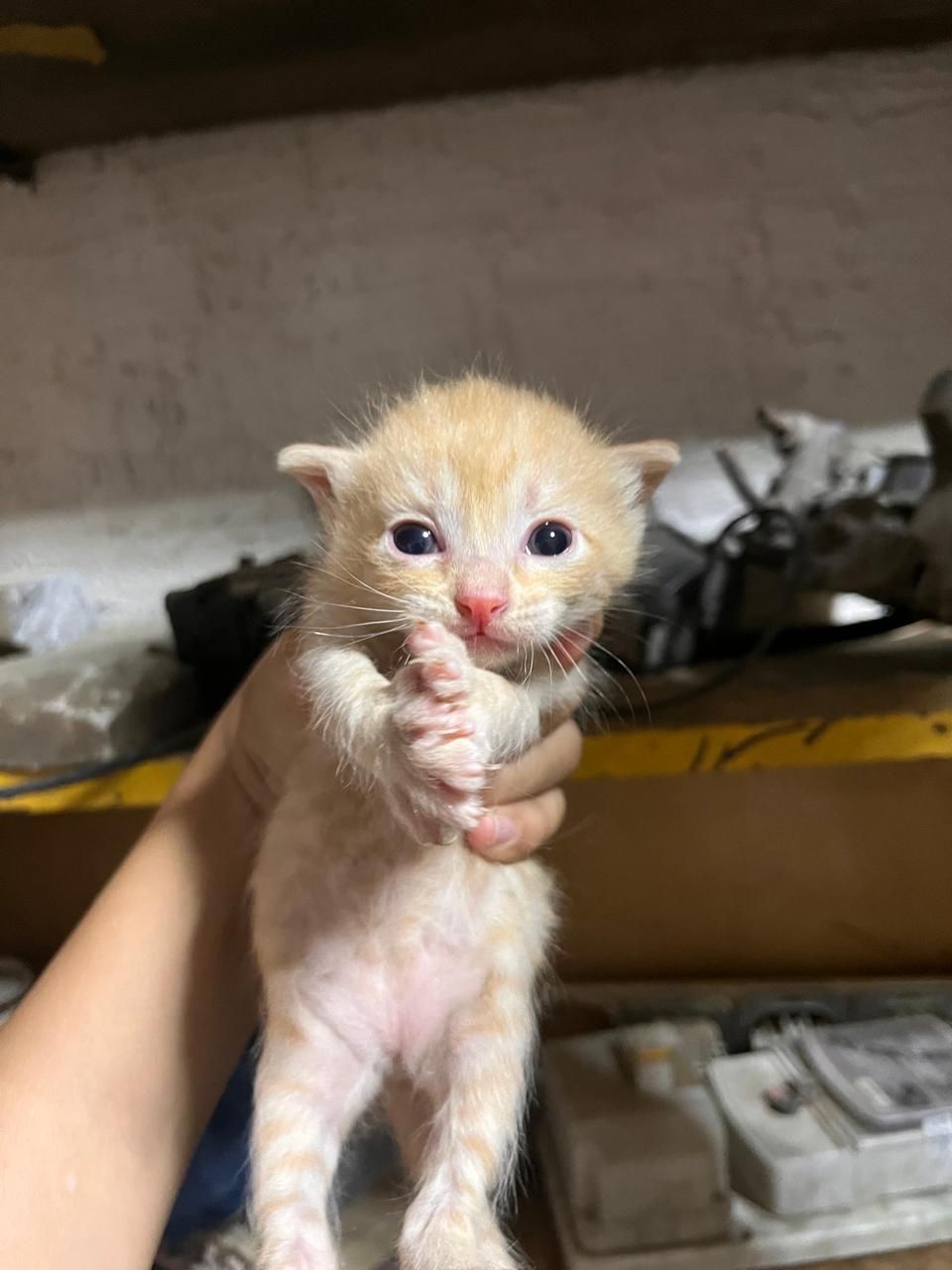 Котята  крысоловы
