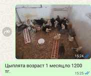Цыплята, молодки, петухи