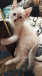 Отдам хорошеньких котят