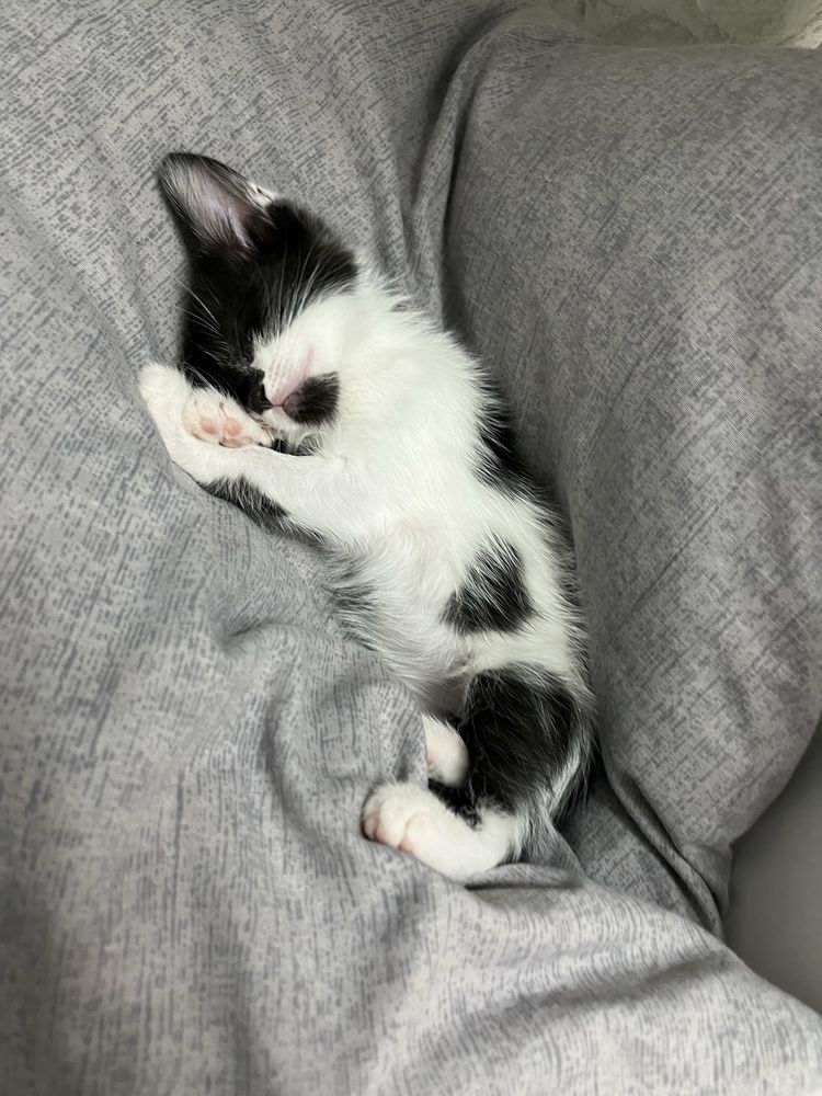 Отдам котенка в хорошие руки