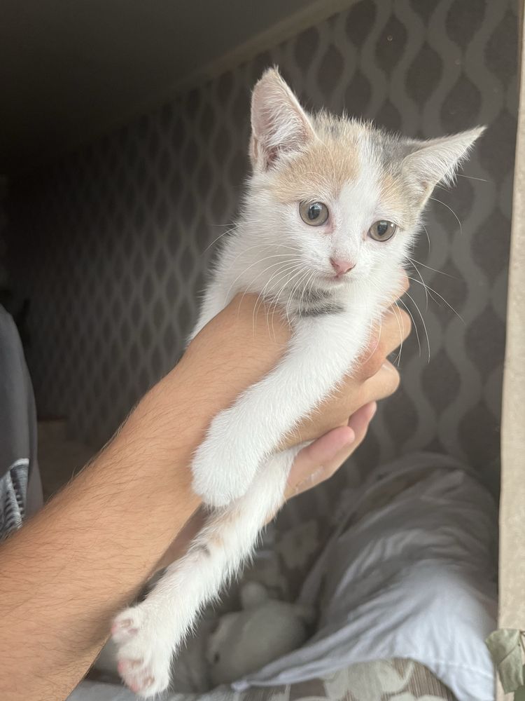 отдадим котенка в хорошие руки