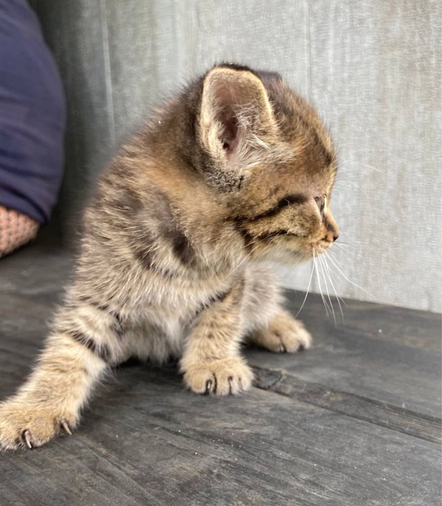 Котята бесплатно