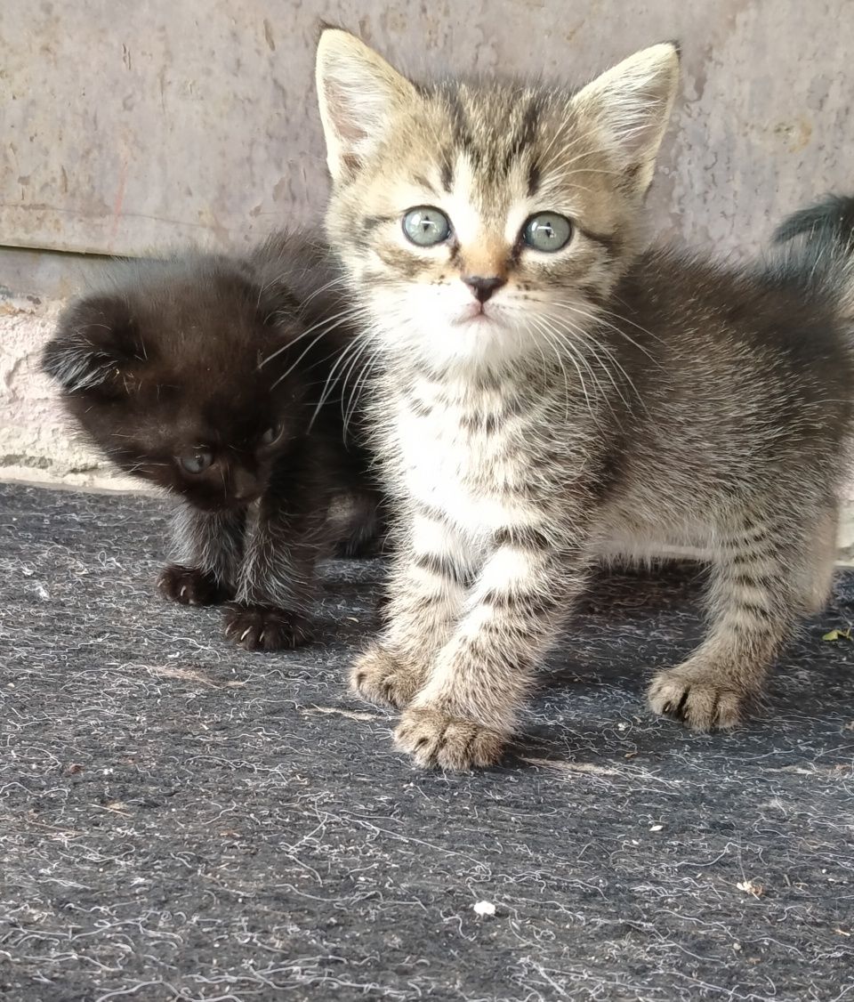 Отдам     котят.