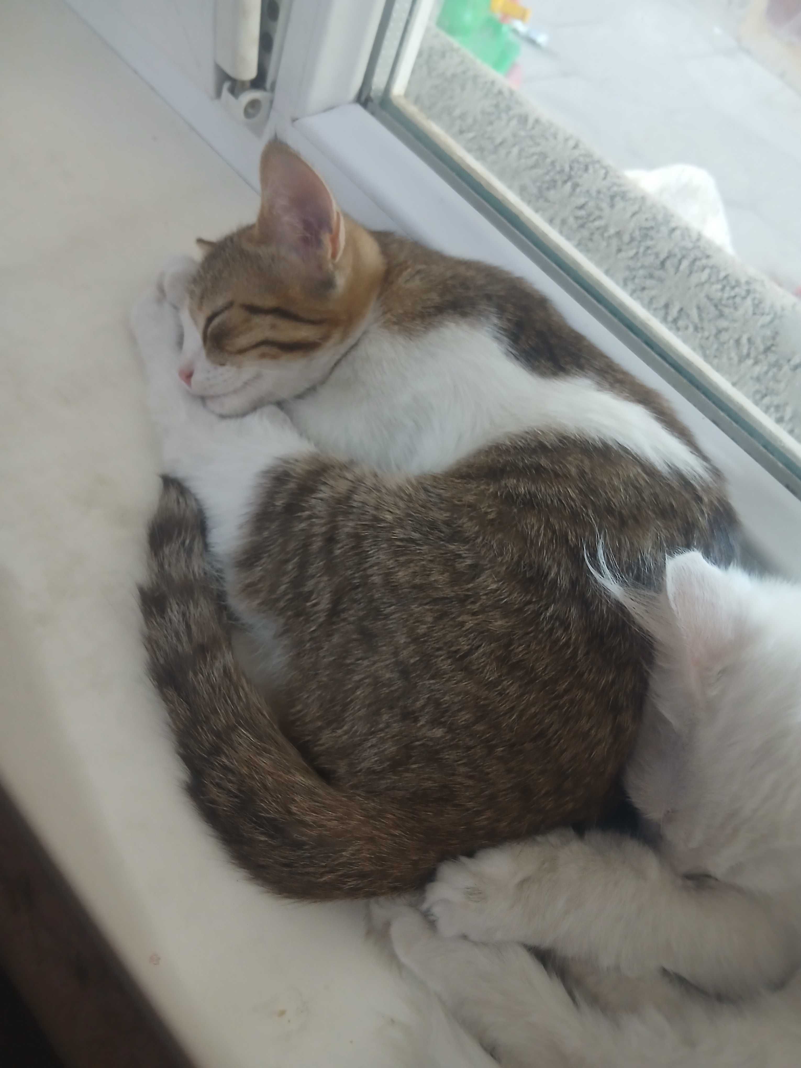 Котята в хорошие руки