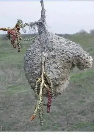 Куркылтай уясы ем ушин