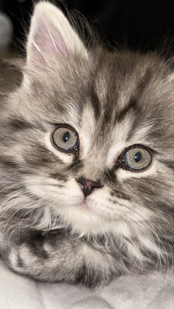 Кот шотландец ищет невесту для вязки