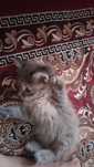 Котята в хорошие руки. Бесплатно