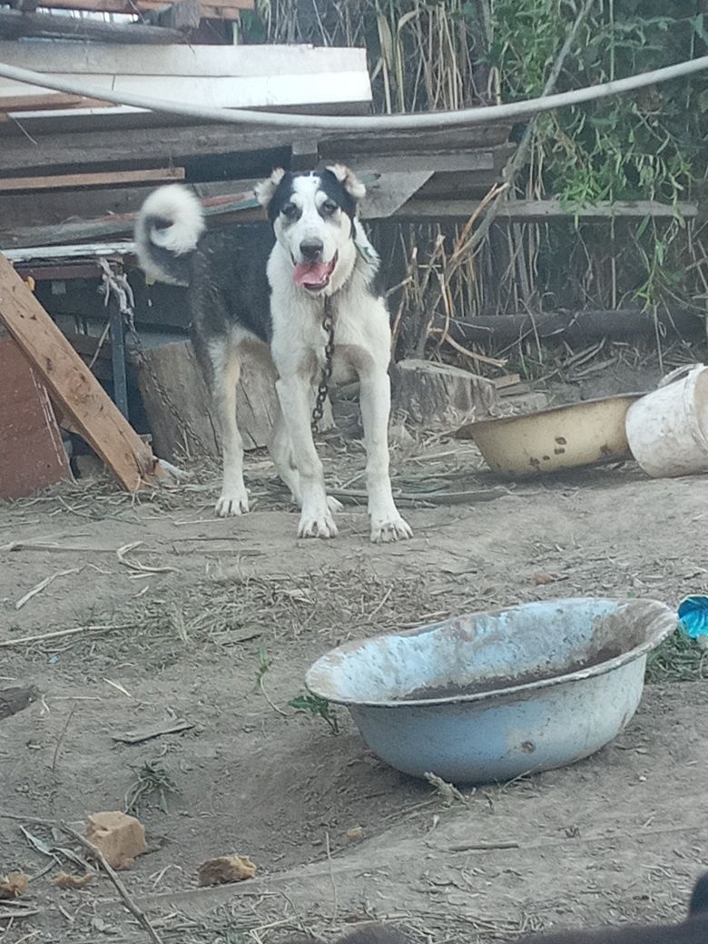 Алабай питбуль срочно