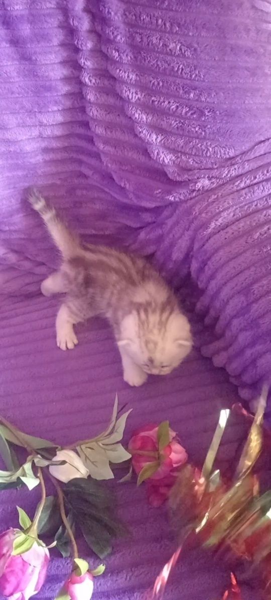 Продам шотладского вислоухого котика.