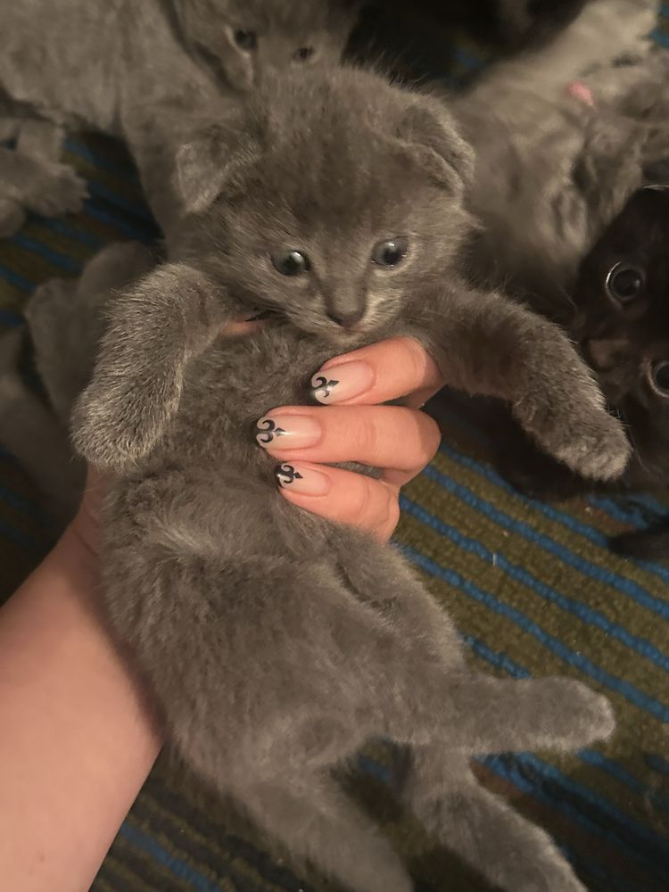 Британские вислоухие котята ищут дом!