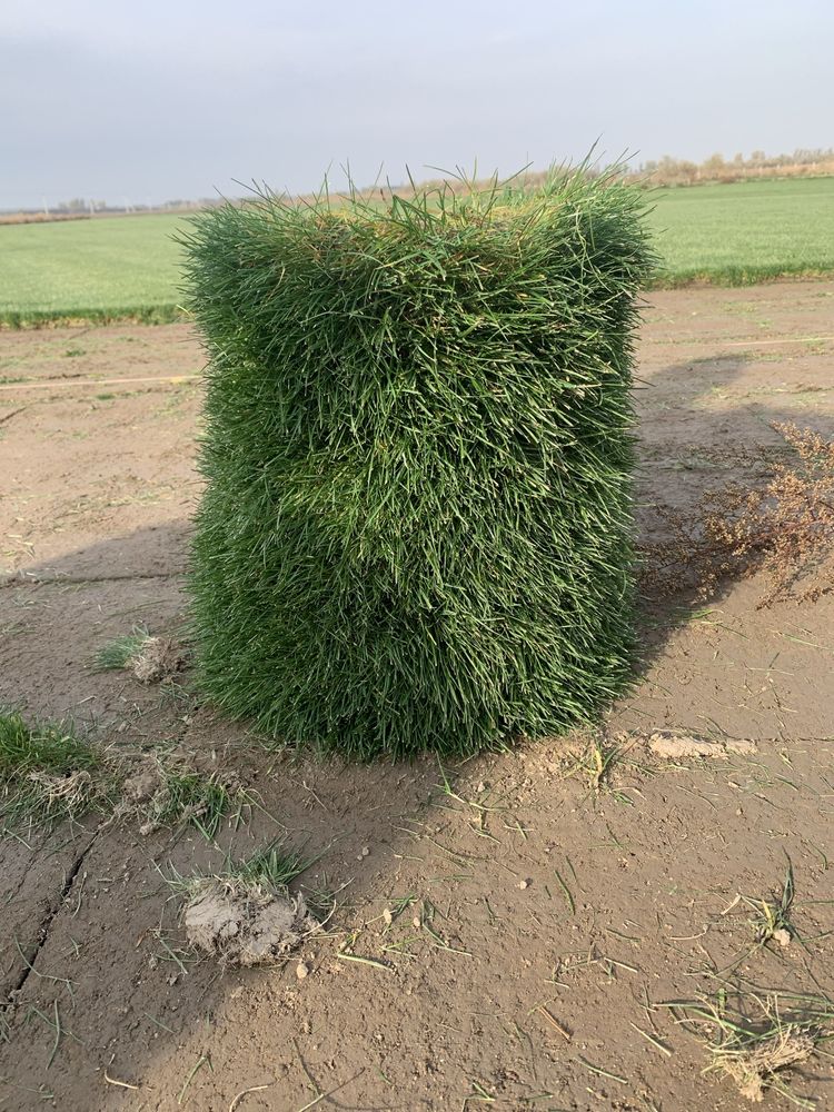 Рулонный газон идеальный
