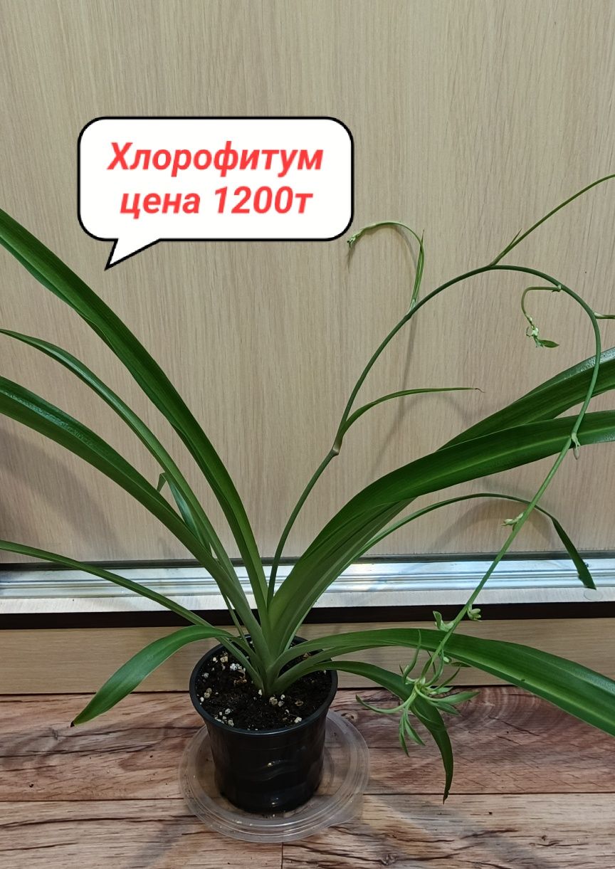 Продам комнатные цветы!