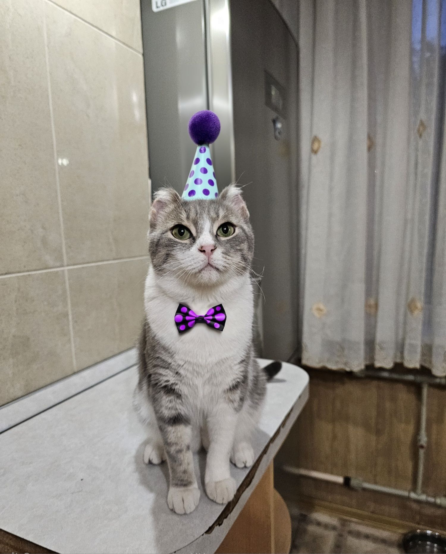 Отдам кота в добрые руки, кот ищет дом