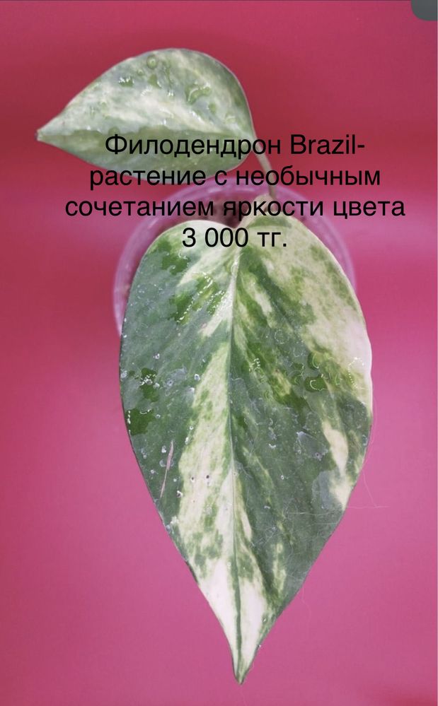 Для офиса и дома! Комнатные растения, цветы: замиокулькас, толстянка,