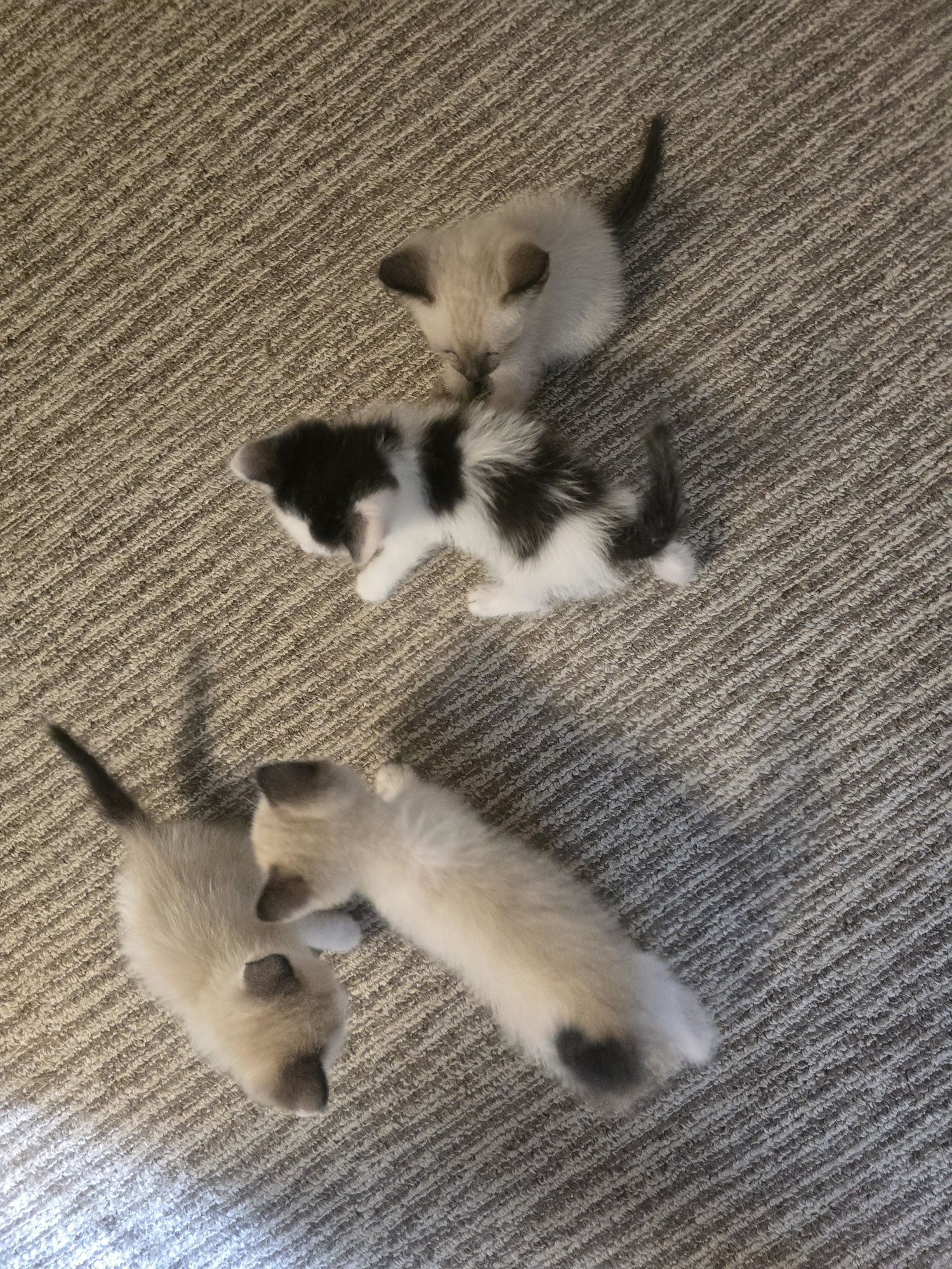 Котята бесплатно