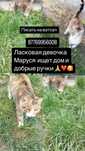 Отдам кошечку в добрые руки  пишите на ватсап