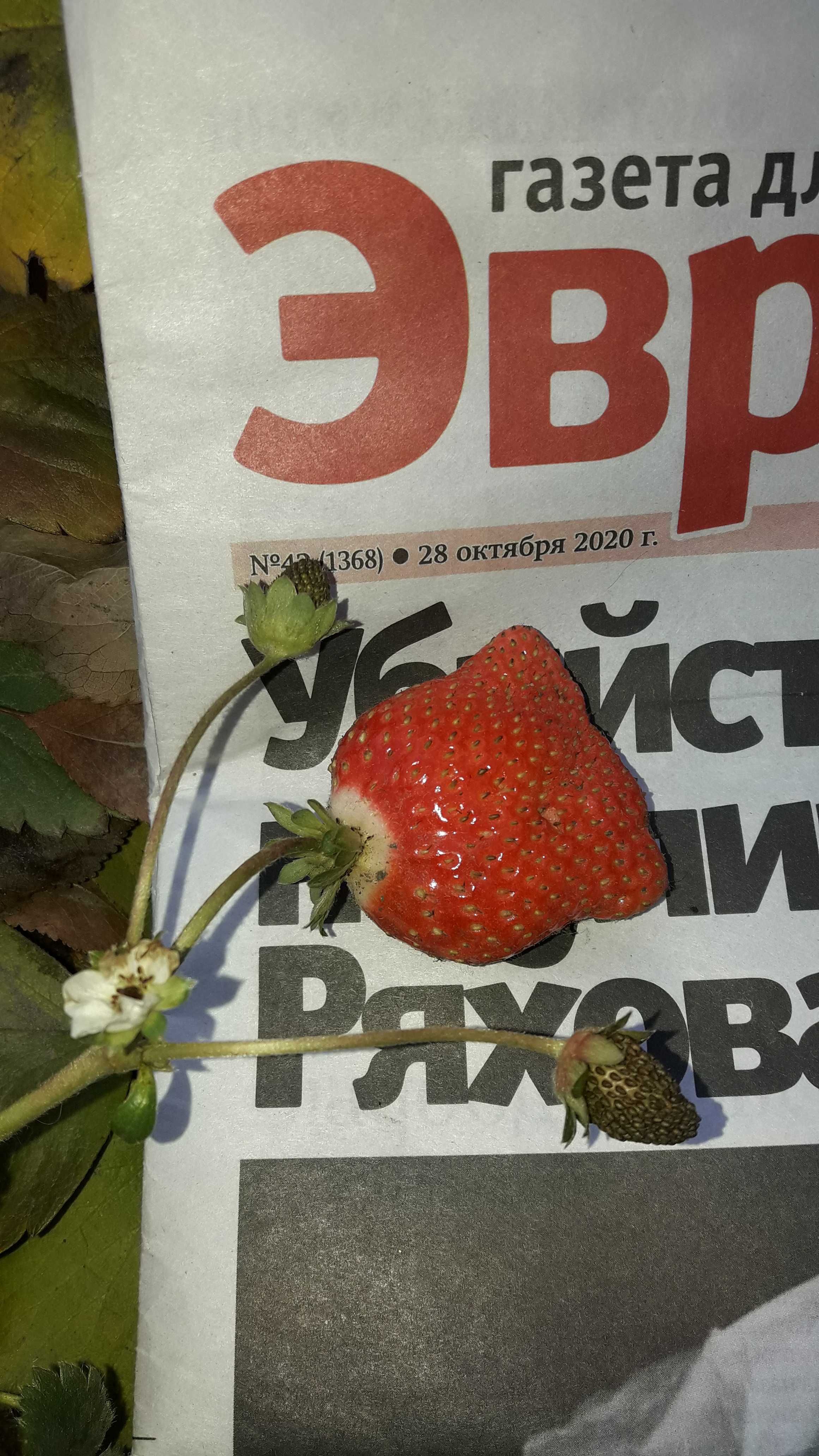Рассада "Вьющейся" ремонтантной  клубники