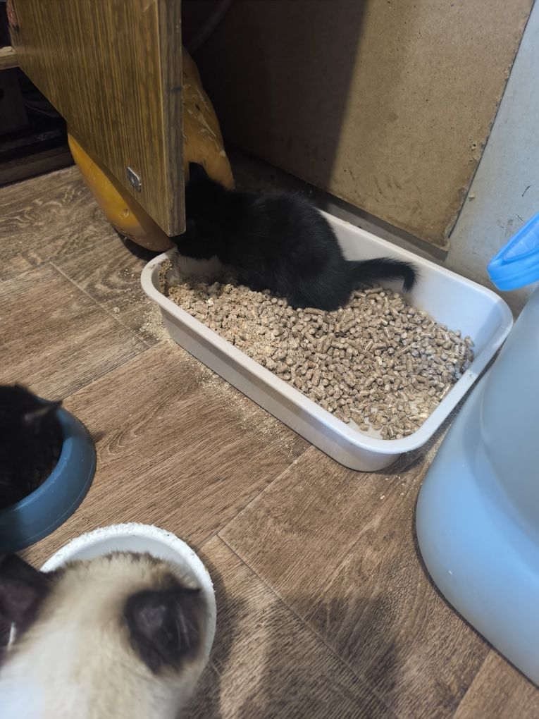 Отдам в добрые руки котят. Родились 08.07.25