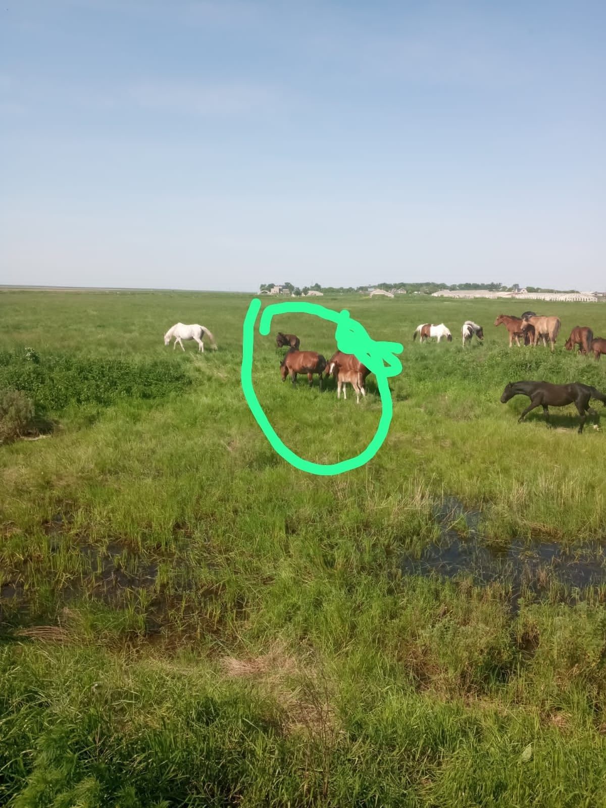 Продам кобыл с жеребятам