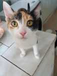 Красивые ВЗРОСЛЫЕ!!!  коты и кошки.  Стерилизованные