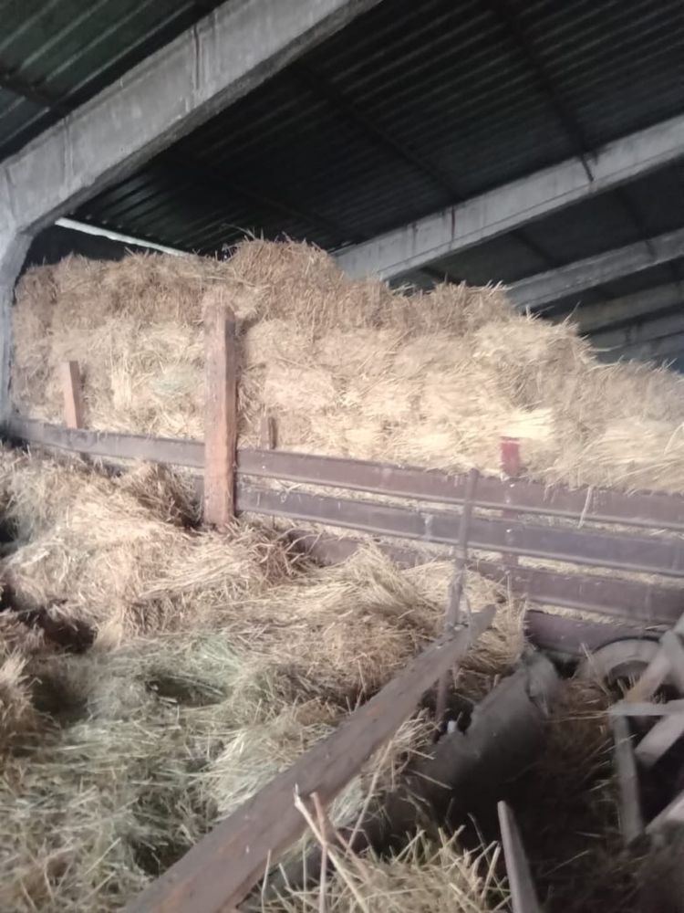Продам сено в тюках люцерна