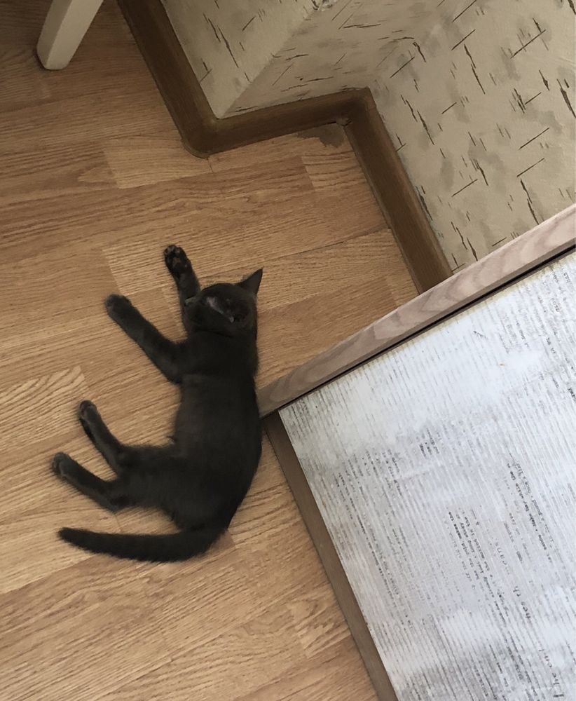 Котята , дрмашние. В добрые руки.