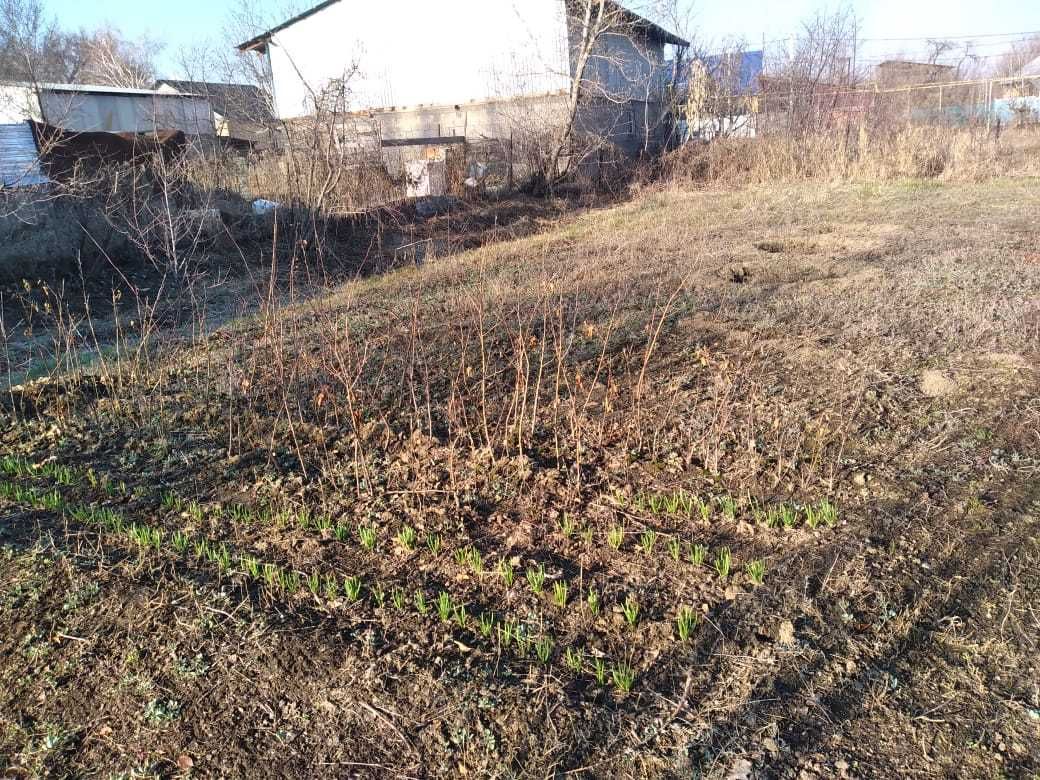 Саженцы - яблони.