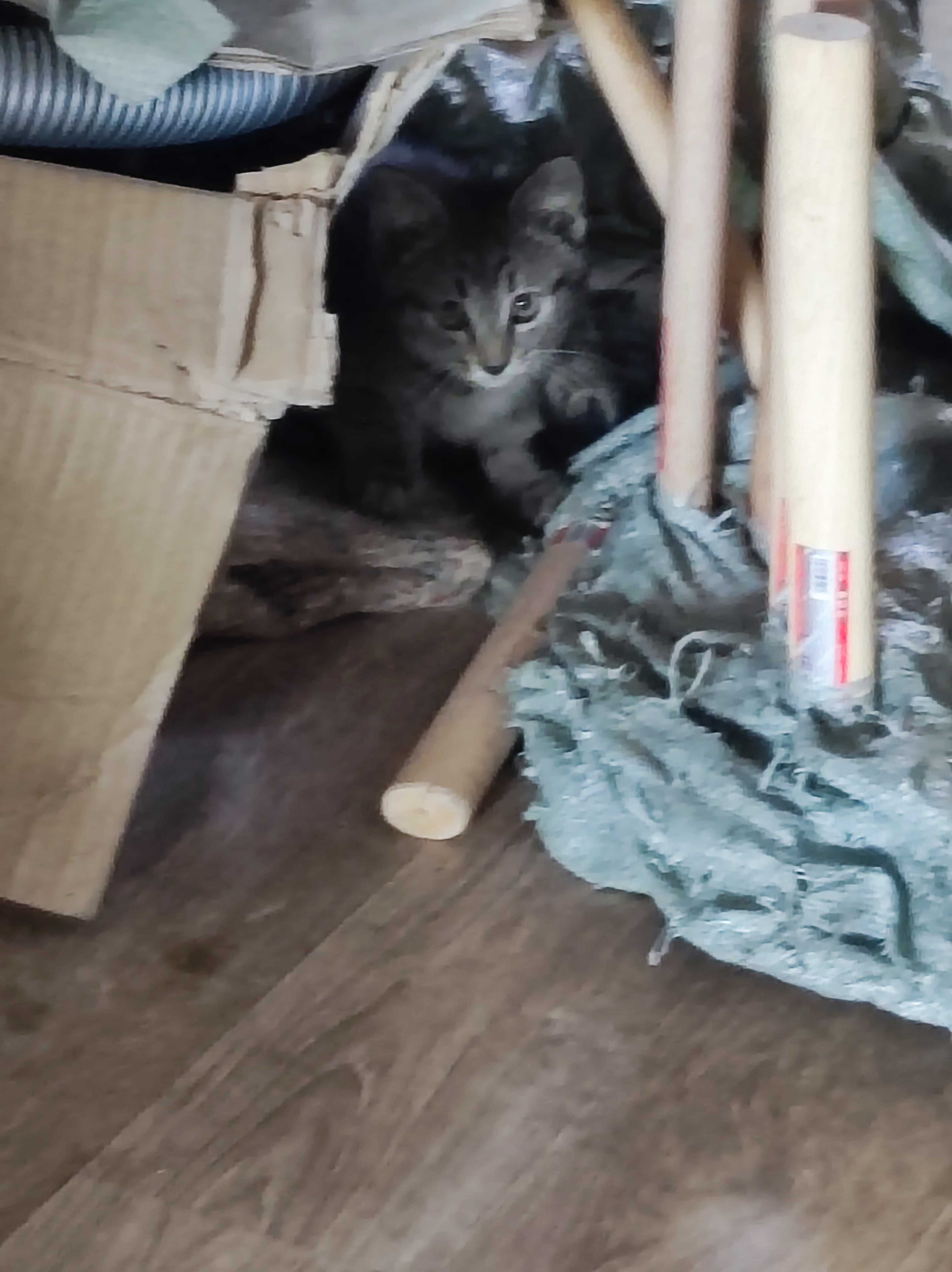 Отдам бесплатно в добрые руки милых Котят