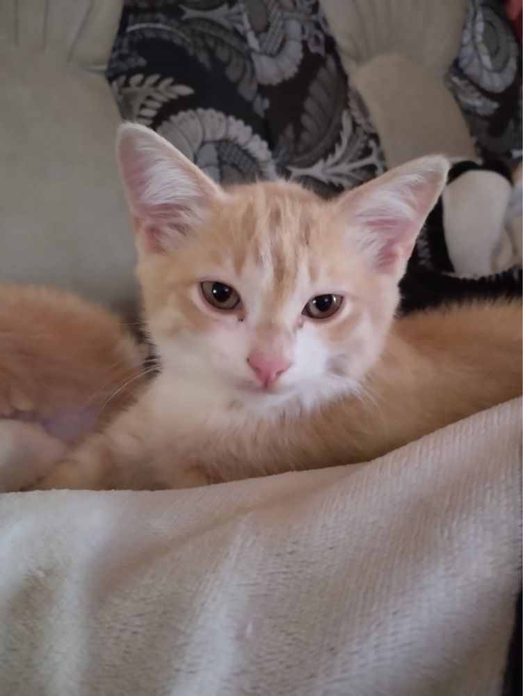 Отдам котят в хорошие руки!