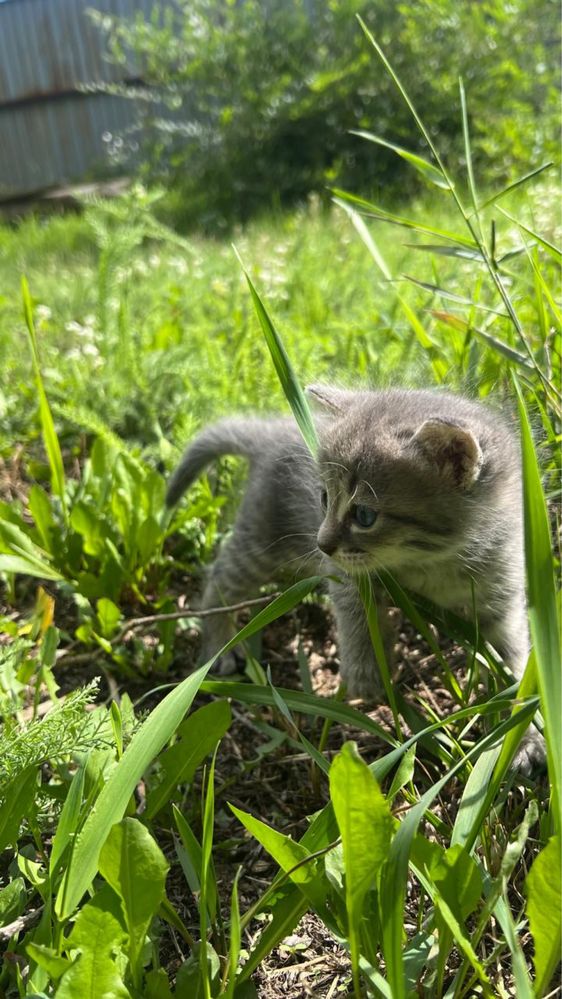 Отдам котят (в наличии 2 белых, 1 серый)