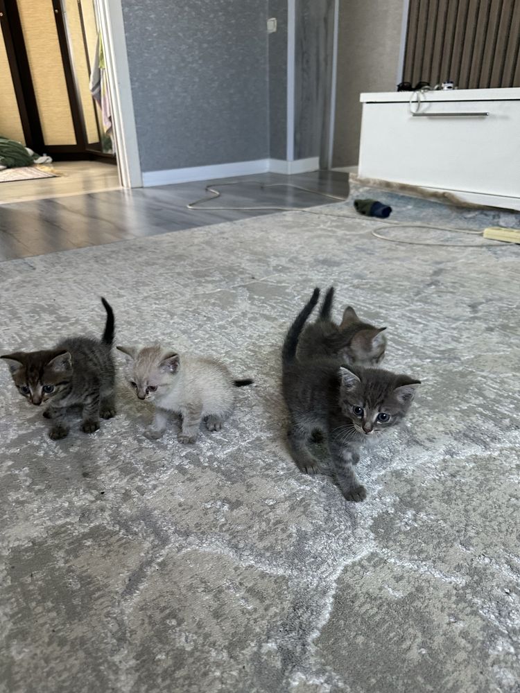 Отдам котят в хорошие руки