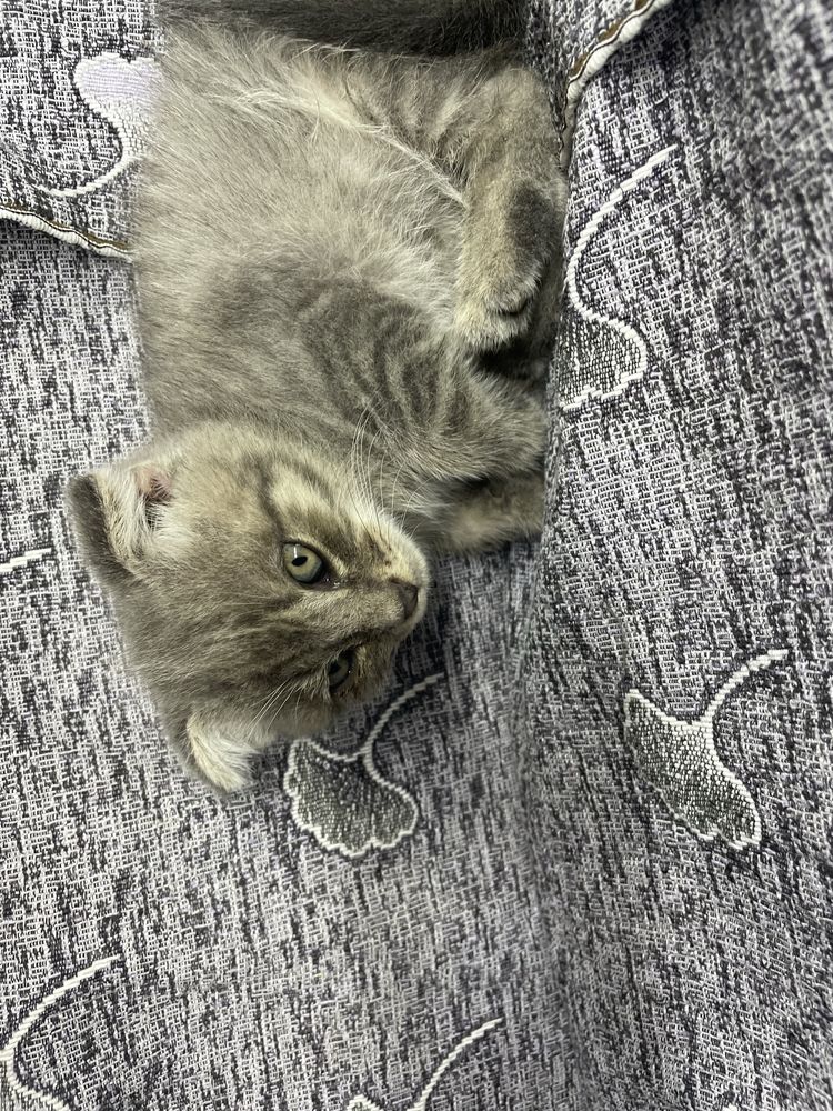 Отдам котенка в добрые руки