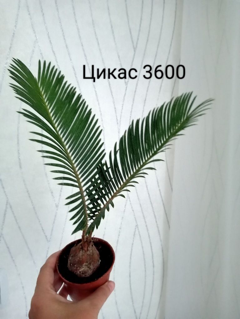Диффенбахия, Цикас