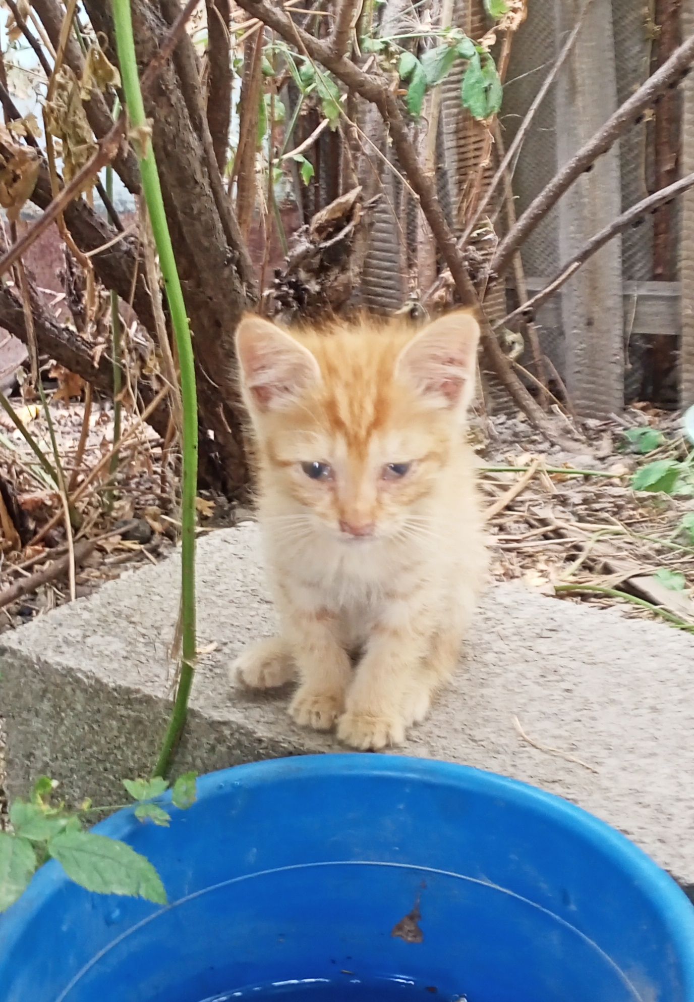 Котята бесплатно,в хорошие руки