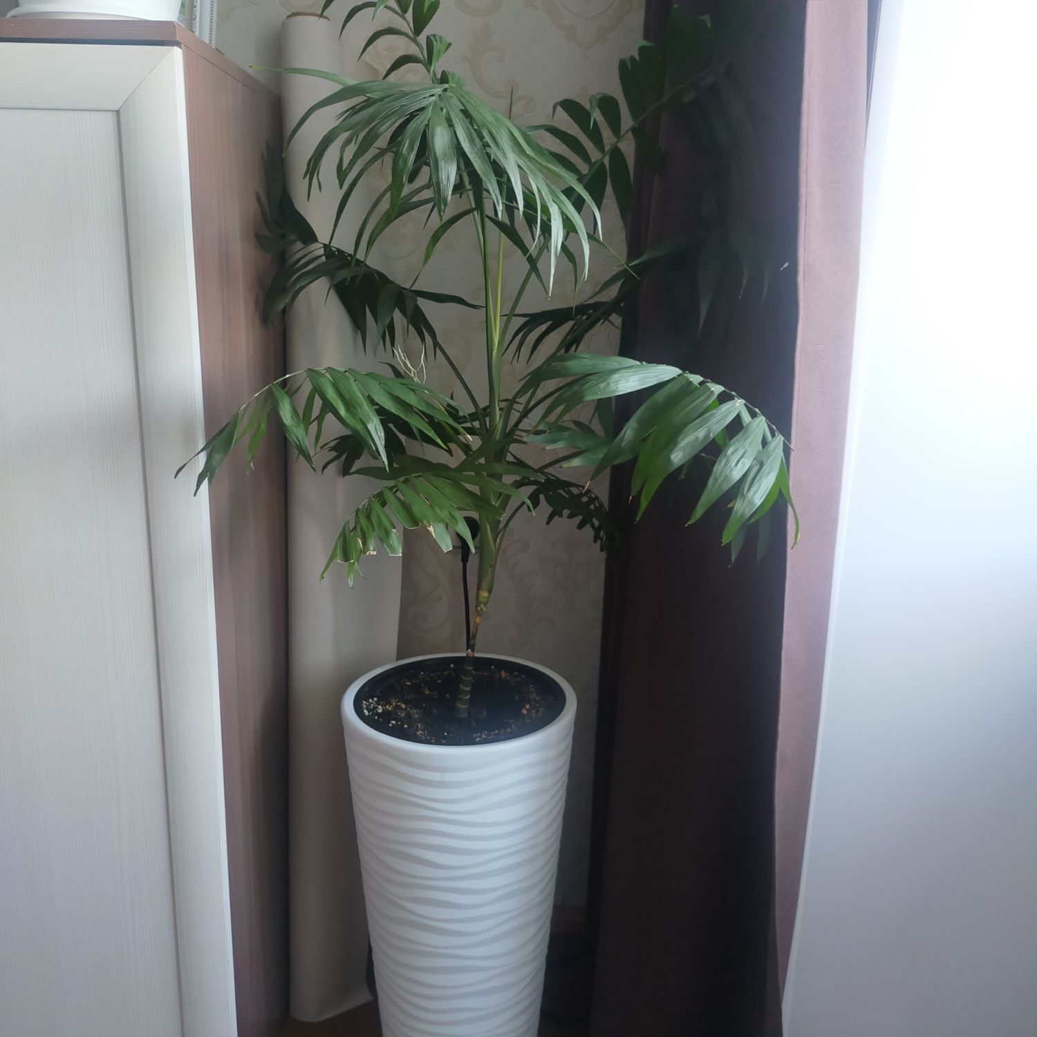 Продам цветок комнатный