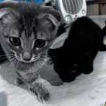 Котики в заботливые руки