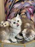 Породистые котята