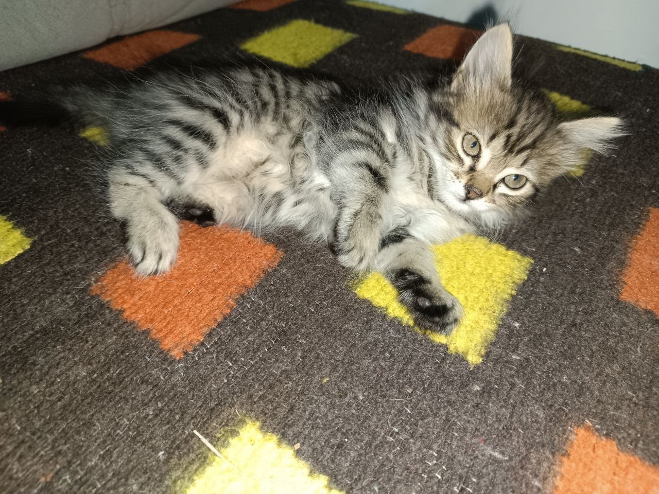 отдам котенка девочку в хорошие руки.