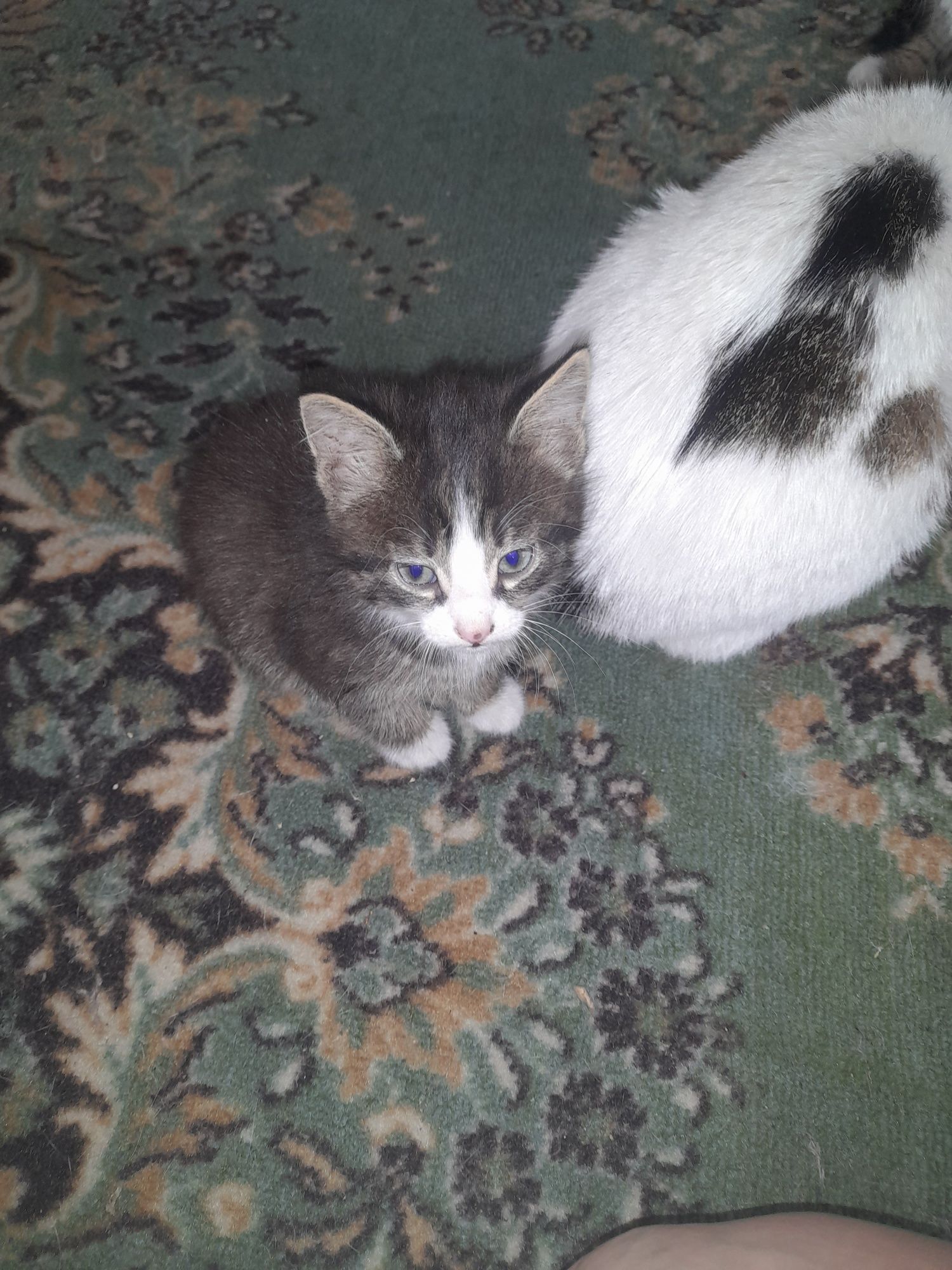 Котята мышелрвы.