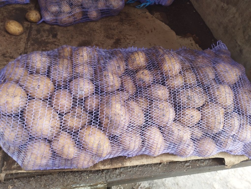 Продам картофель по оптовой цене