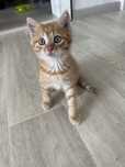 Отдам котенка в самые хорошие руки