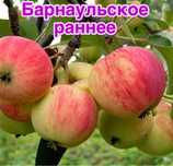Саженцы яблони яблоня северная