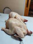 Продам молодых бройлерных курей