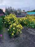 Продам саженцы цветов Лунников