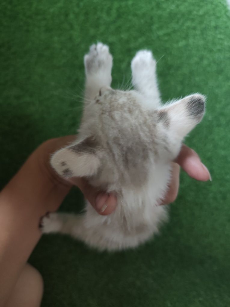 котятки ищут свой дом