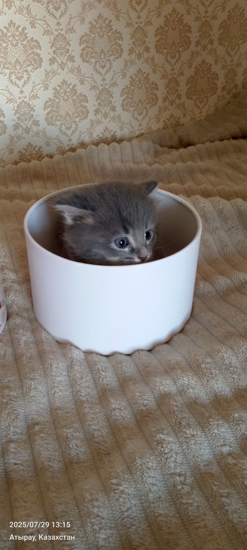 Котик и кошечка.